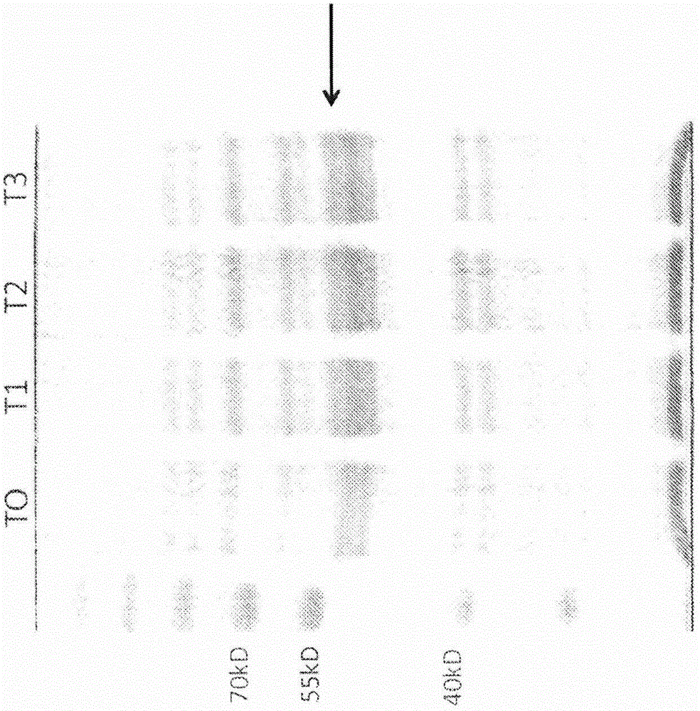 Human papilloma virus constructs