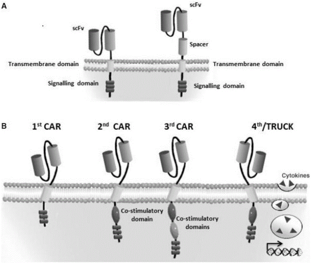 Anti-HER2 chimeric antigen receptor, encoding gene, recombinant expression vector, construction method of recombinant expression vector, and application