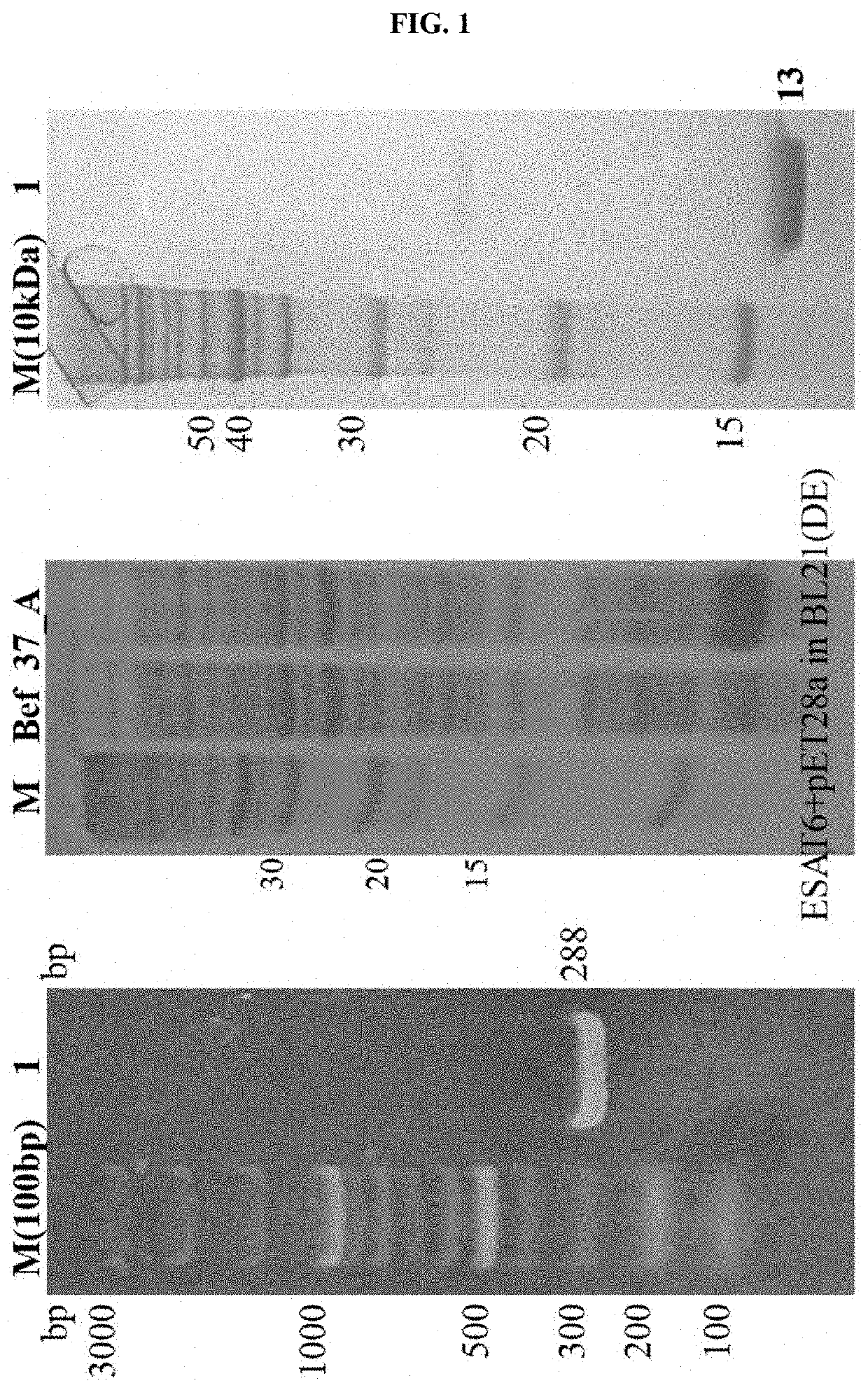 DNA aptamer specifically binding to esat6, and use thereof