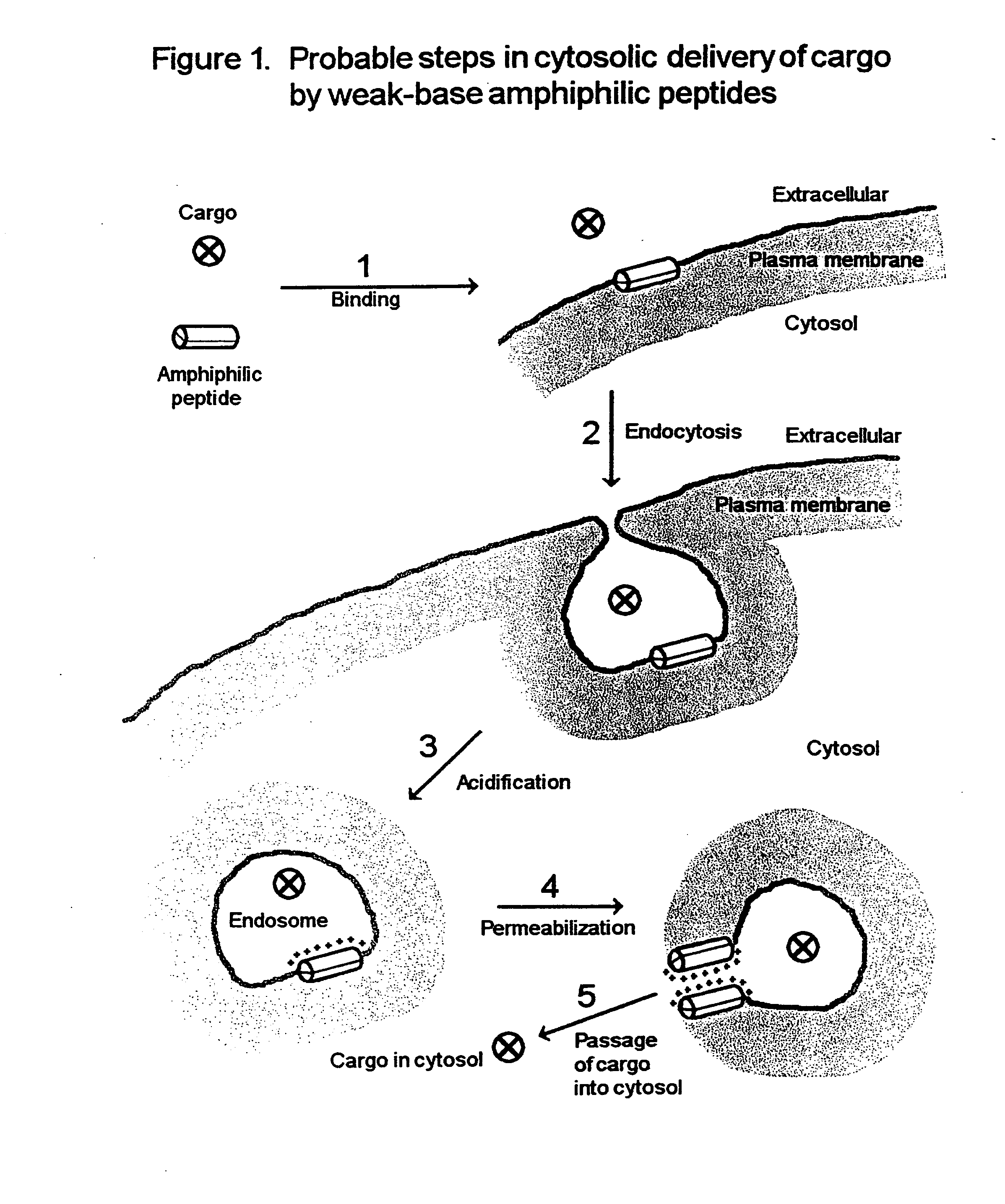 Peptide composition and method for delivering substances into the cytosol of cells