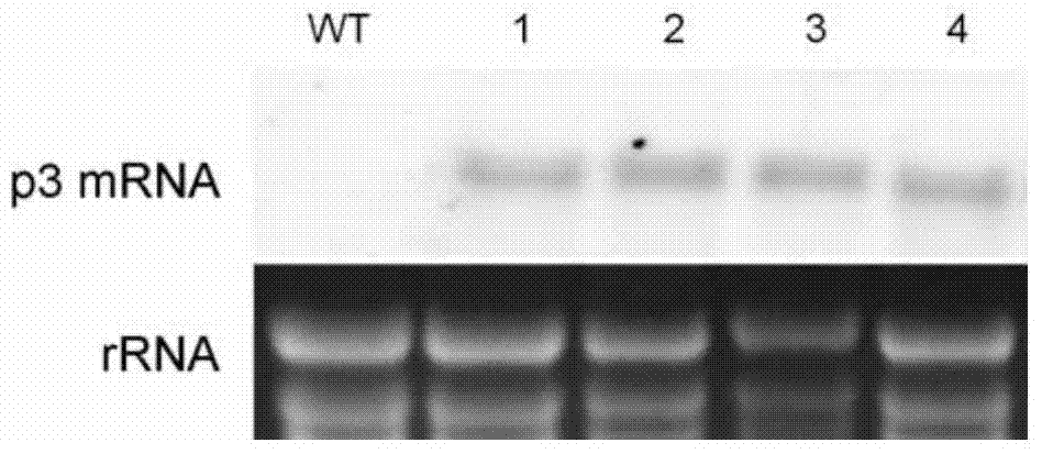 Application of p3 gene of rice stripe virus in preparation of transgenic bacterial-blight-resistant frond