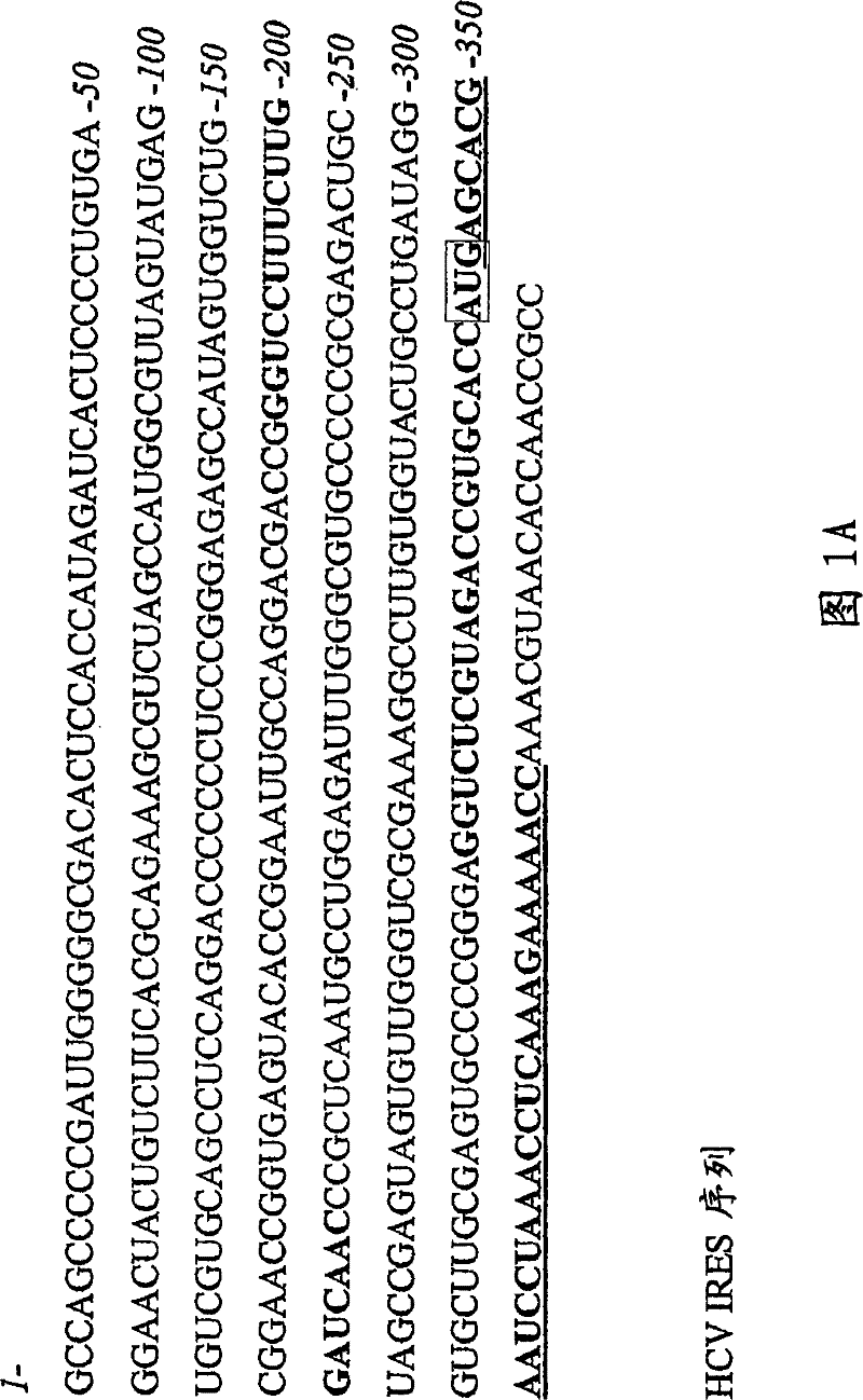 Inhibition of viral gene expression using small interfering RNA