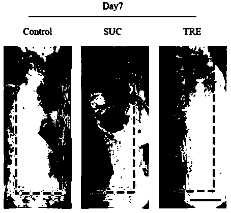 Application of trehalose in preparation of medicines for promoting survival of extra-long random flap