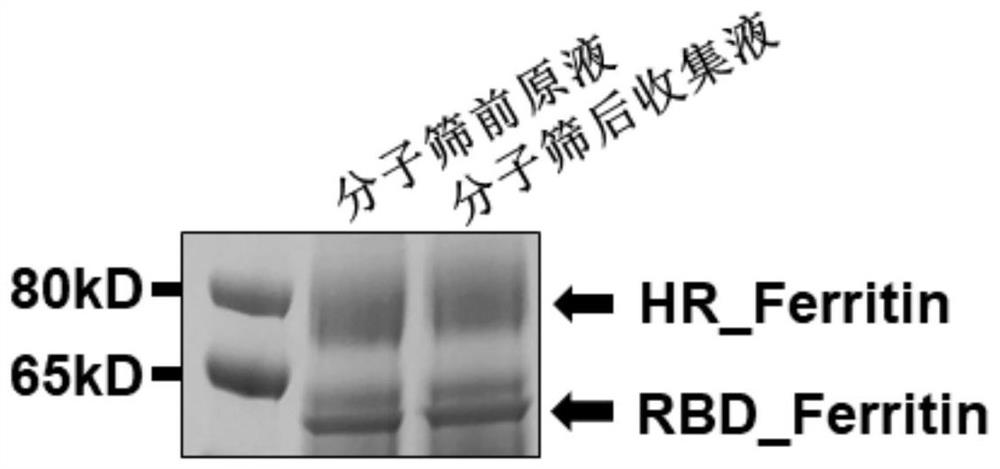 A novel coronavirus S-protein polymer nanovaccine based on Helicobacter pylori ferritin