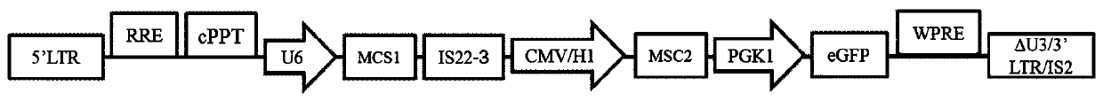 Lentiviral mutiple promoter stable expression carrier constructed through insulator combination and construction method