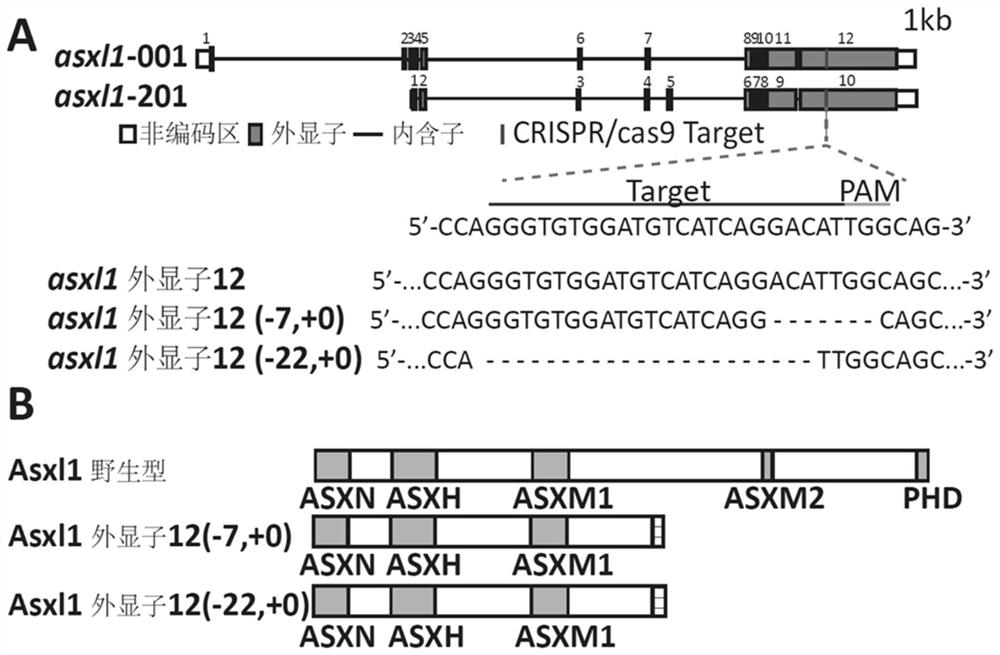 Application of a mutant zebrafish in the preparation of an animal model of myelodysplastic syndrome