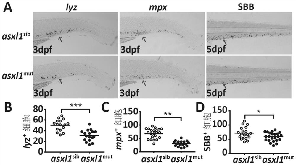 Application of a mutant zebrafish in the preparation of an animal model of myelodysplastic syndrome