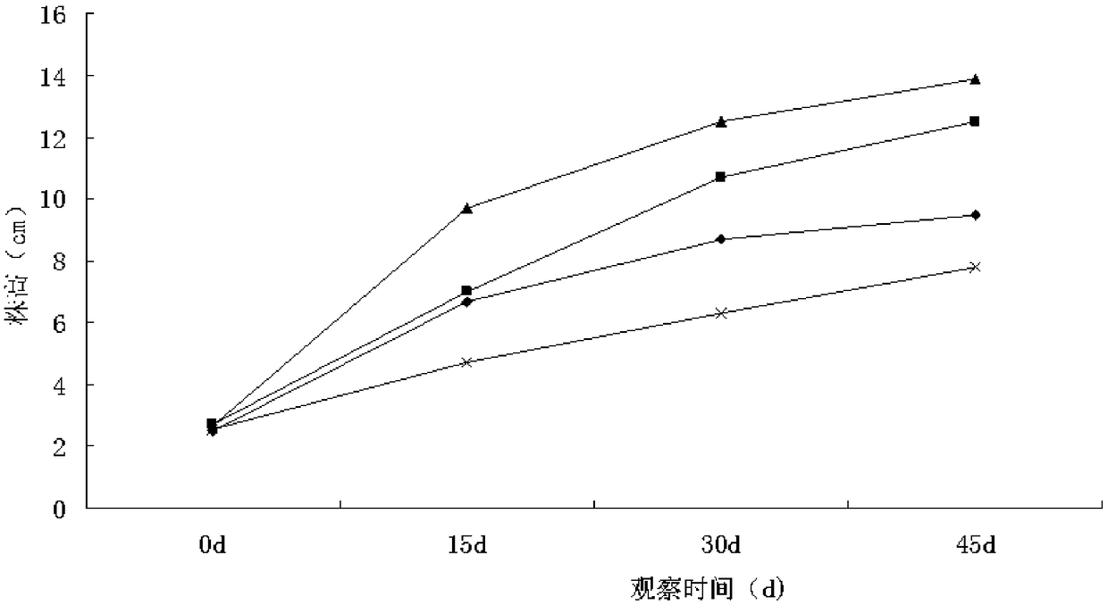 Asian osmunda cinnamomea four-step efficient spore breeding method