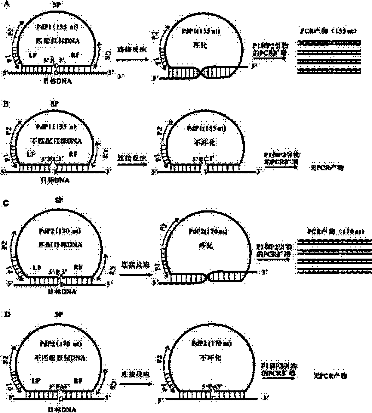 Multiple detection method for DNA polymorphism of genome and special probe thereof