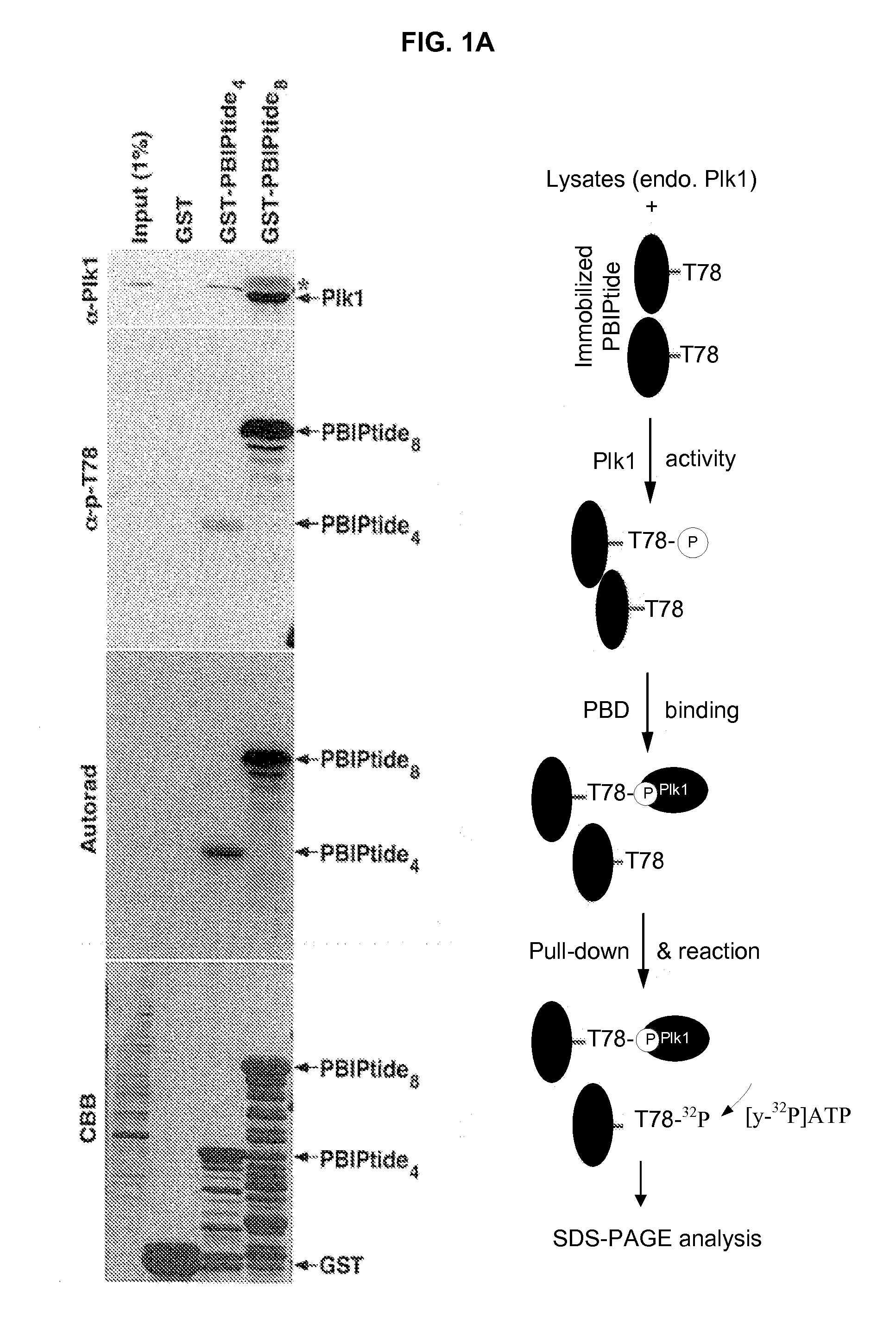 Method for detection and quantification of plk1 expression and activity