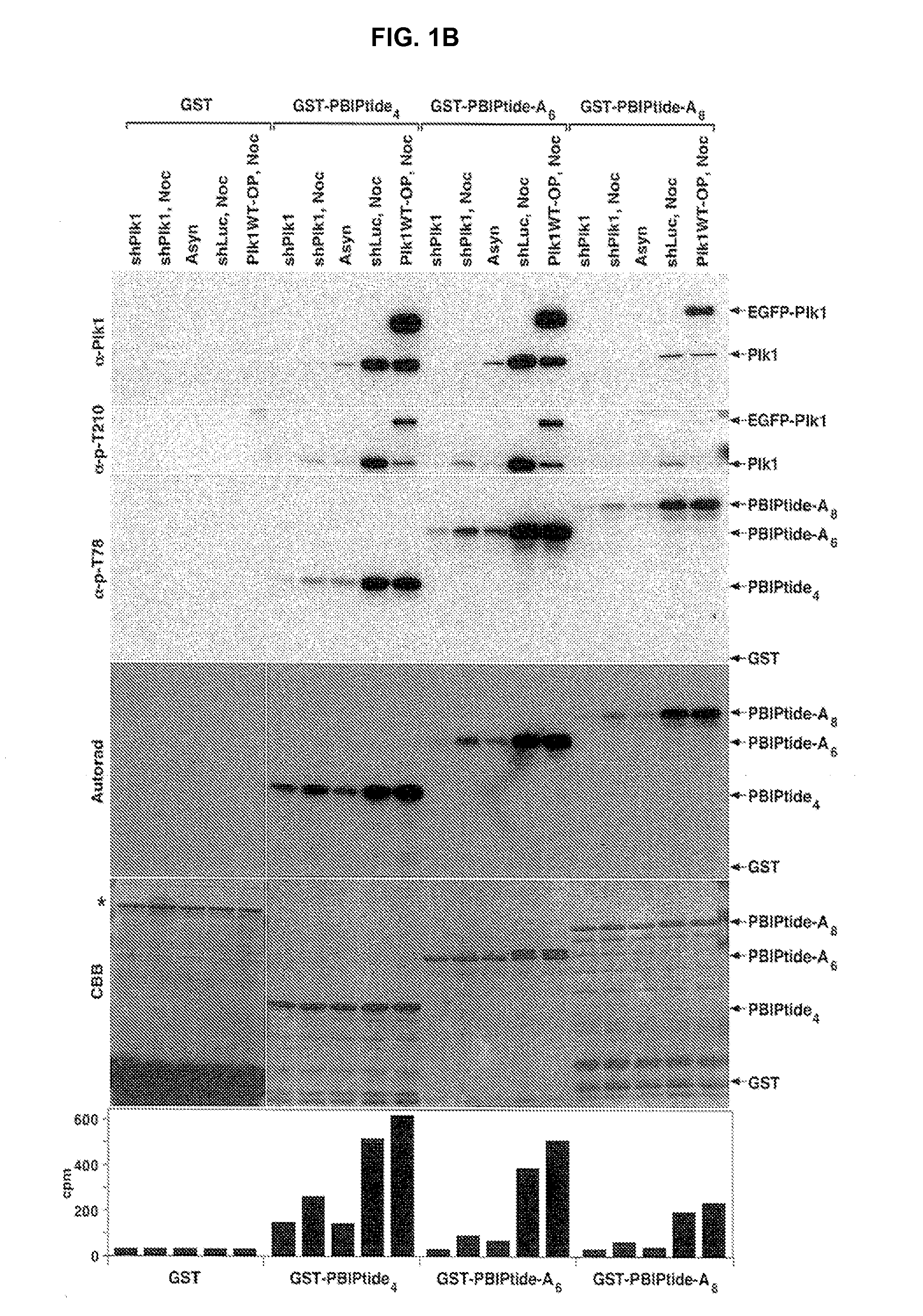 Method for detection and quantification of plk1 expression and activity