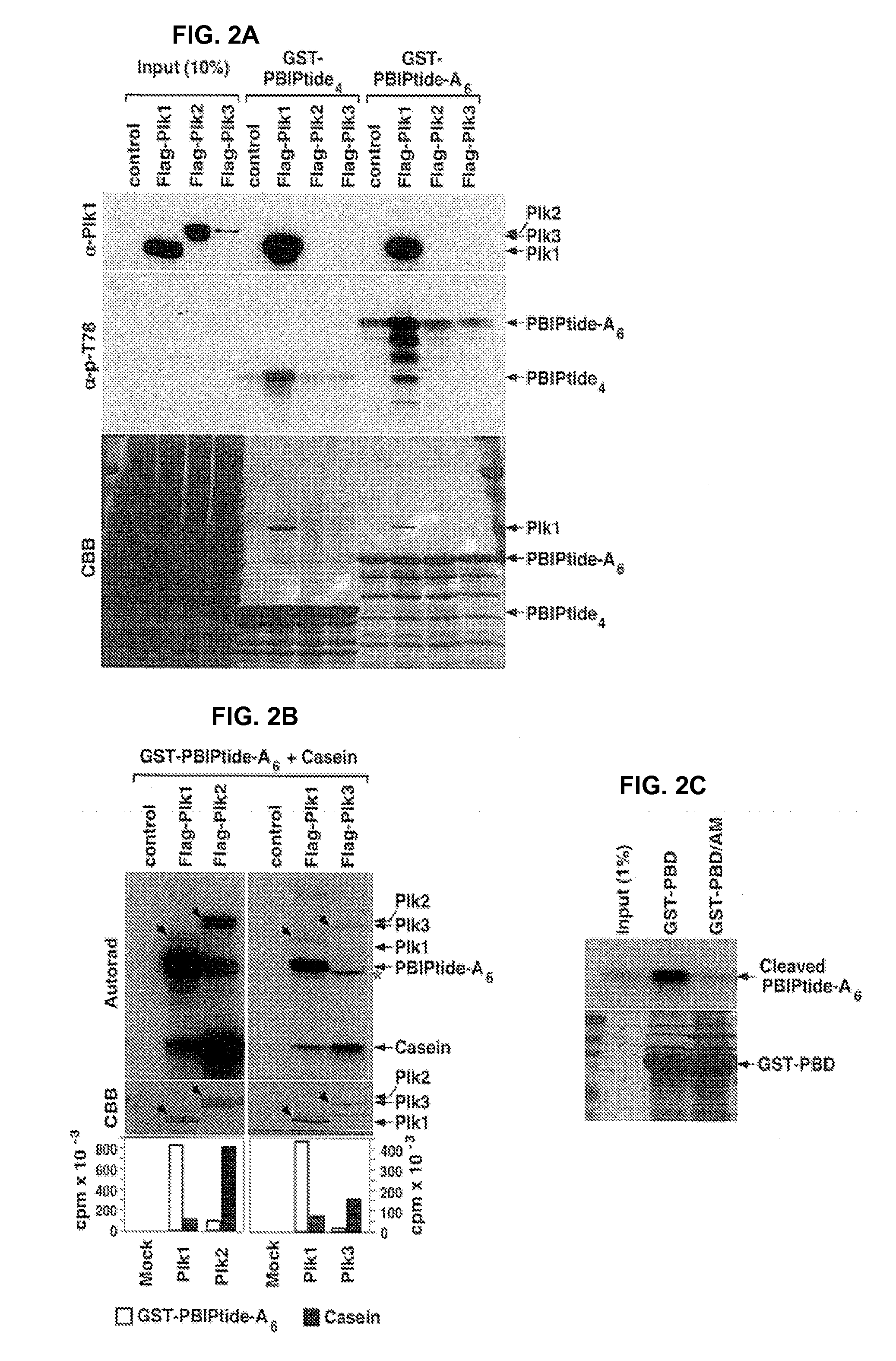 Method for detection and quantification of plk1 expression and activity