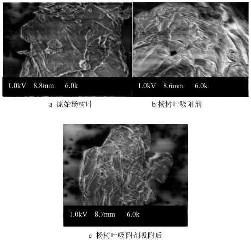 Preparation method of biological adsorbent for treating basic fuchsin in printing and dyeing wastewater