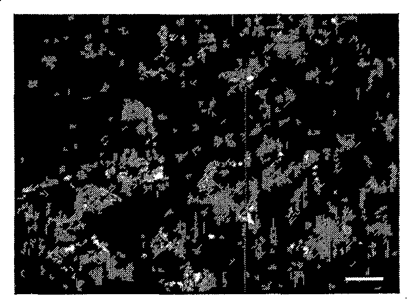 Antifish lymphocystis virus capsid protein monoclonal antibody, and its preparing method