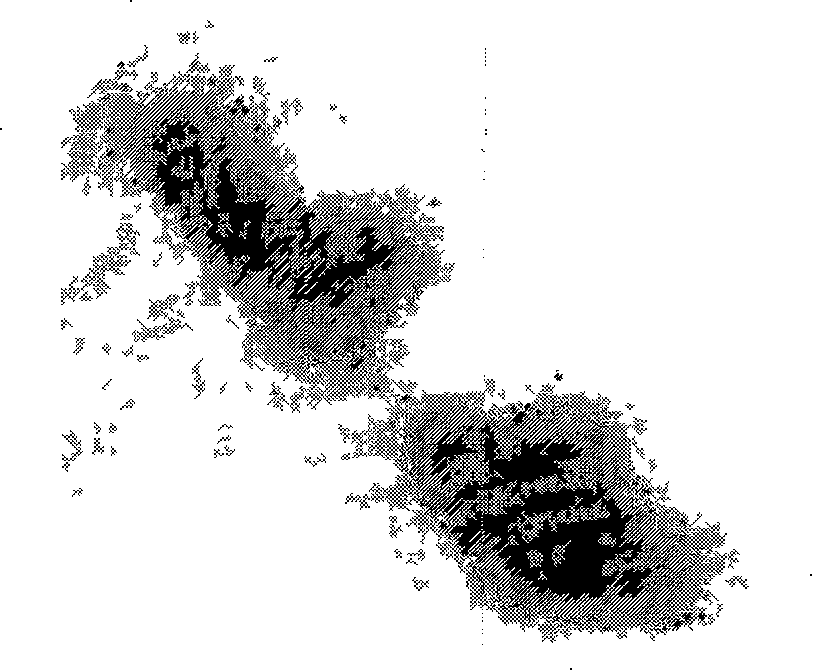 Antifish lymphocystis virus capsid protein monoclonal antibody, and its preparing method