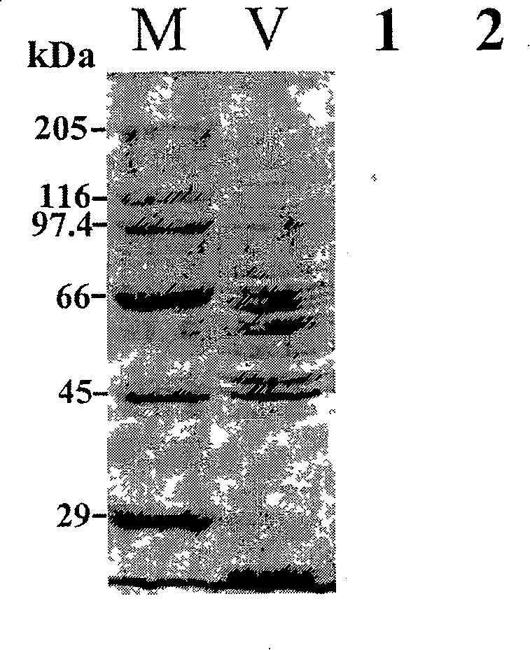 Antifish lymphocystis virus capsid protein monoclonal antibody, and its preparing method