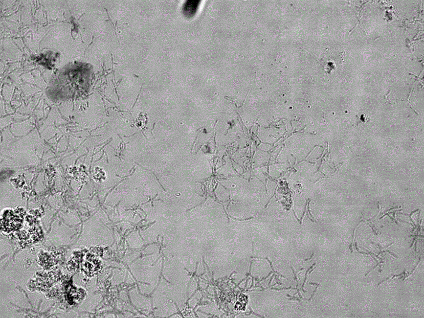 Method for producing norvancomycin through fermentation