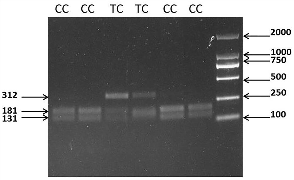 A molecular marker of adpgk gene related to the testis traits of Hu sheep and its application