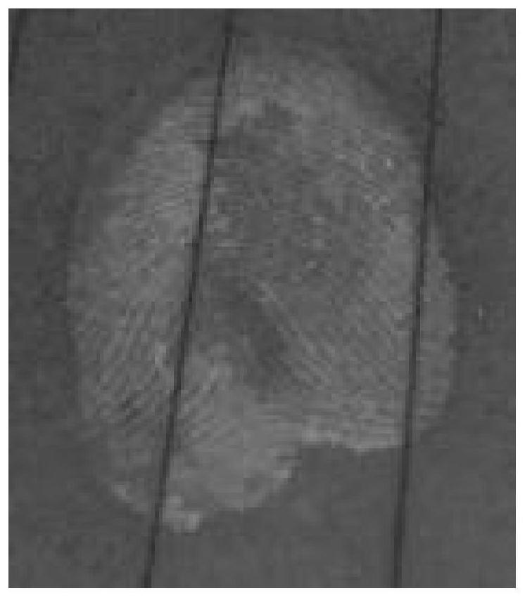 A kind of enzymatic reaction system is used for the method of latent fingerprint revealing