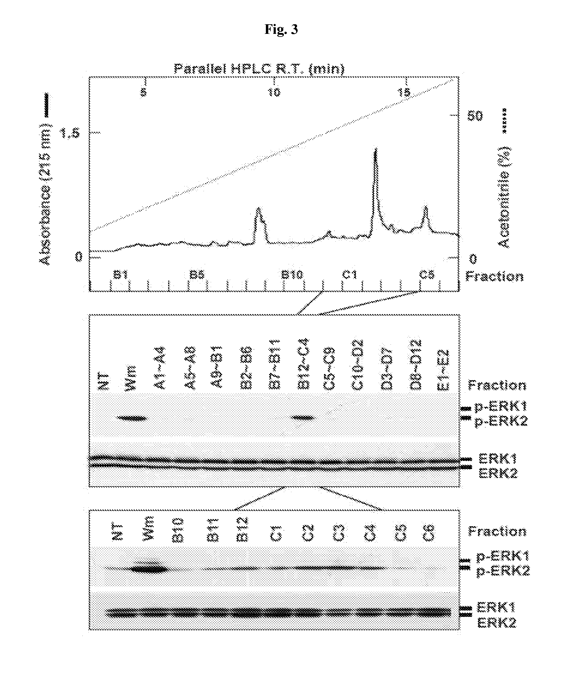 Pharmaceutical composition using connective-tissue growth factor