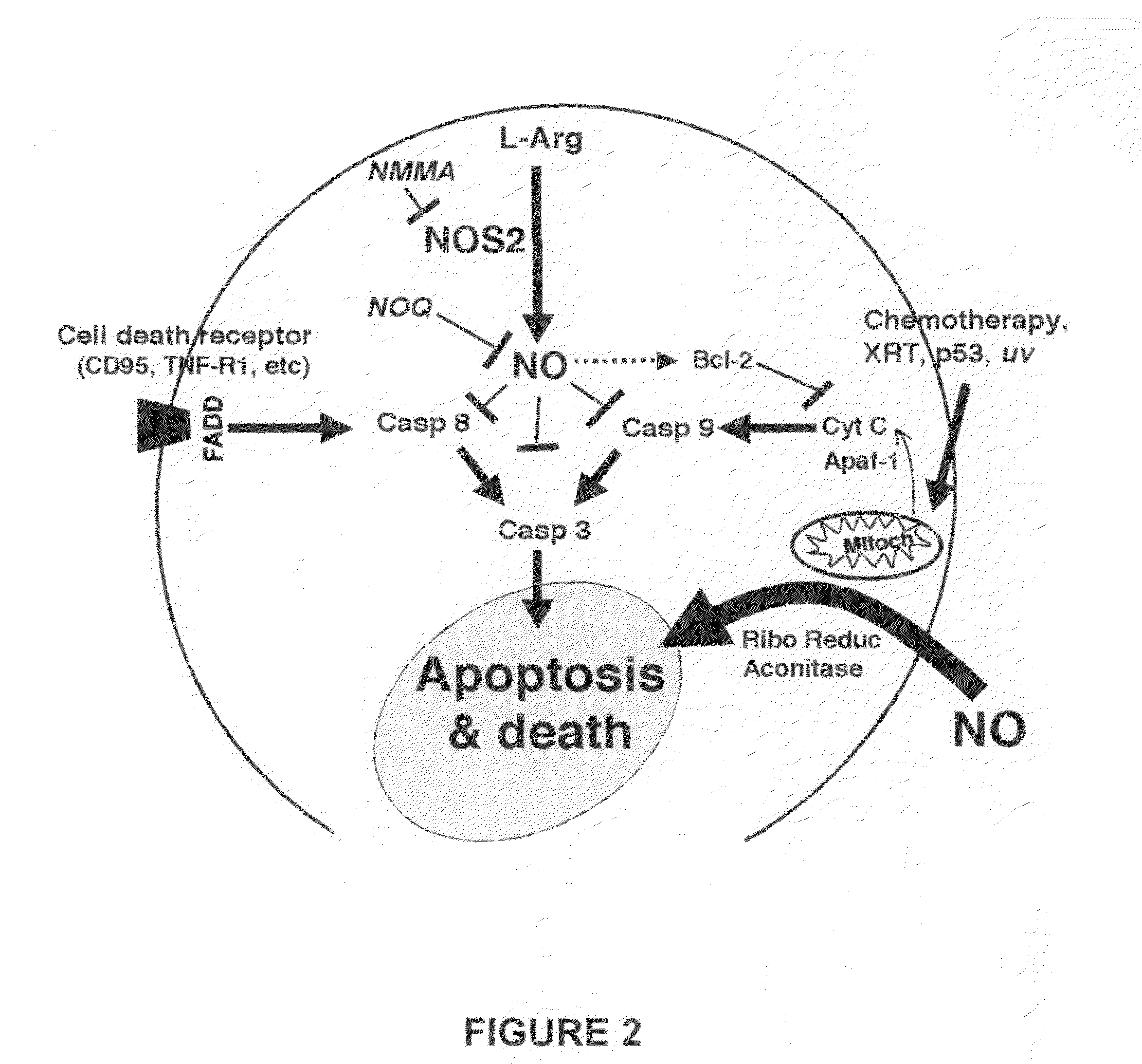 Method and agent for inducing apoptosis/cell death in leukemia cells