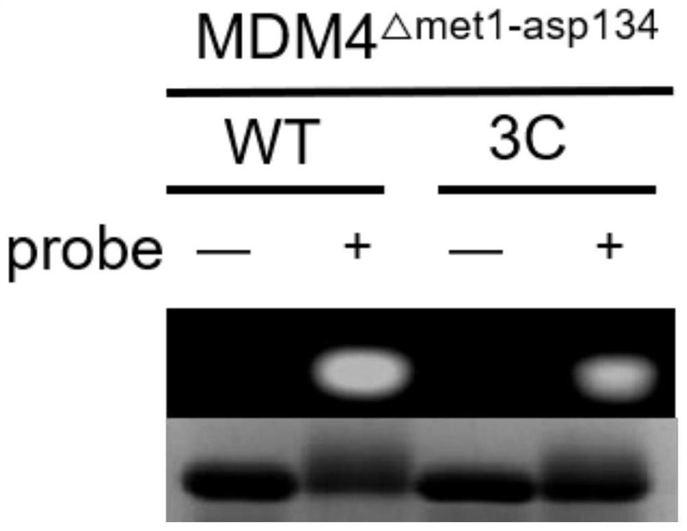 Stable polypeptide protein targeted inhibitor and application thereof