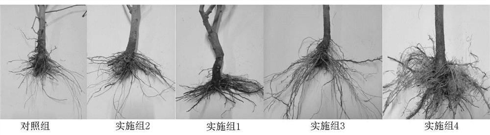Application of graphene aqueous dispersion in preventing bacterial wilt of crops