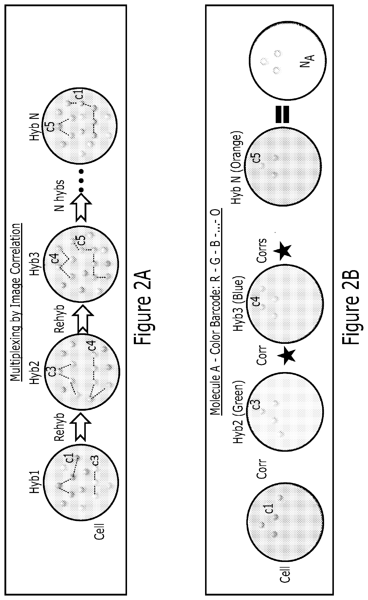 Multiplex analysis of molecules in single cells by image correlation