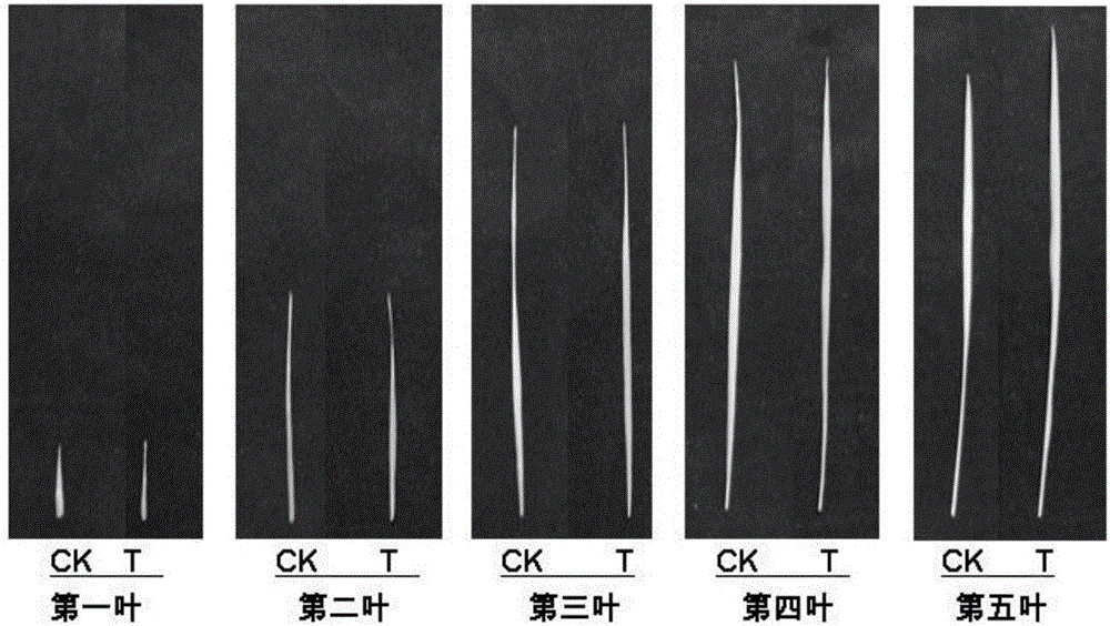 Compounded agent of potassium fertilizer for rice as well as preparation method and application thereof