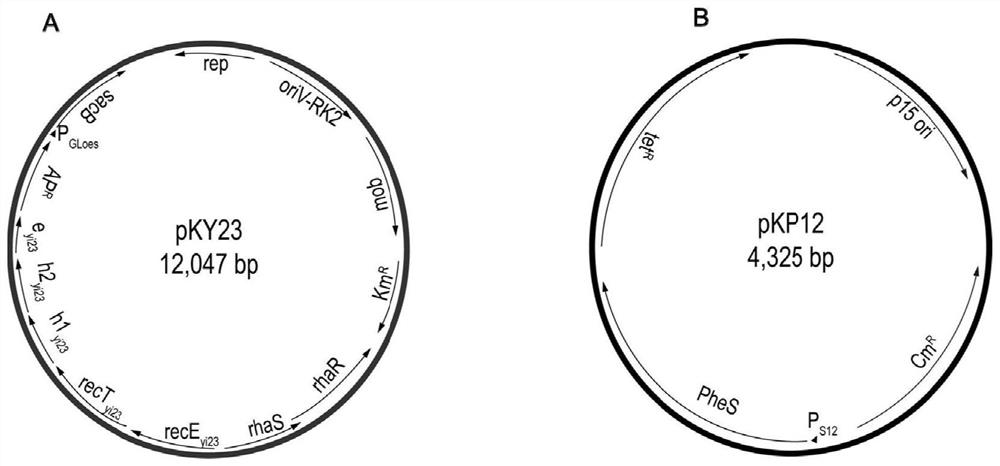 Engineering strain with high yield of FK228 as well as construction and application of engineering strain