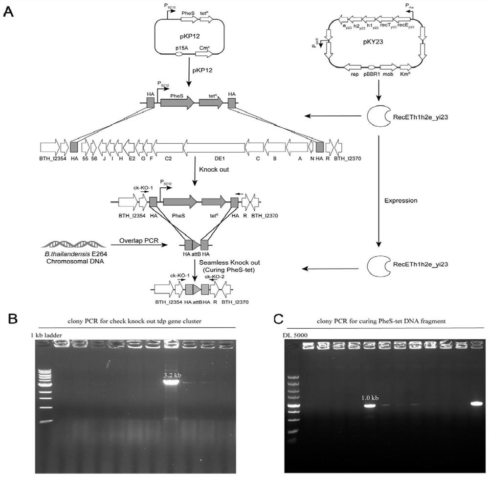 Engineering strain with high yield of FK228 as well as construction and application of engineering strain