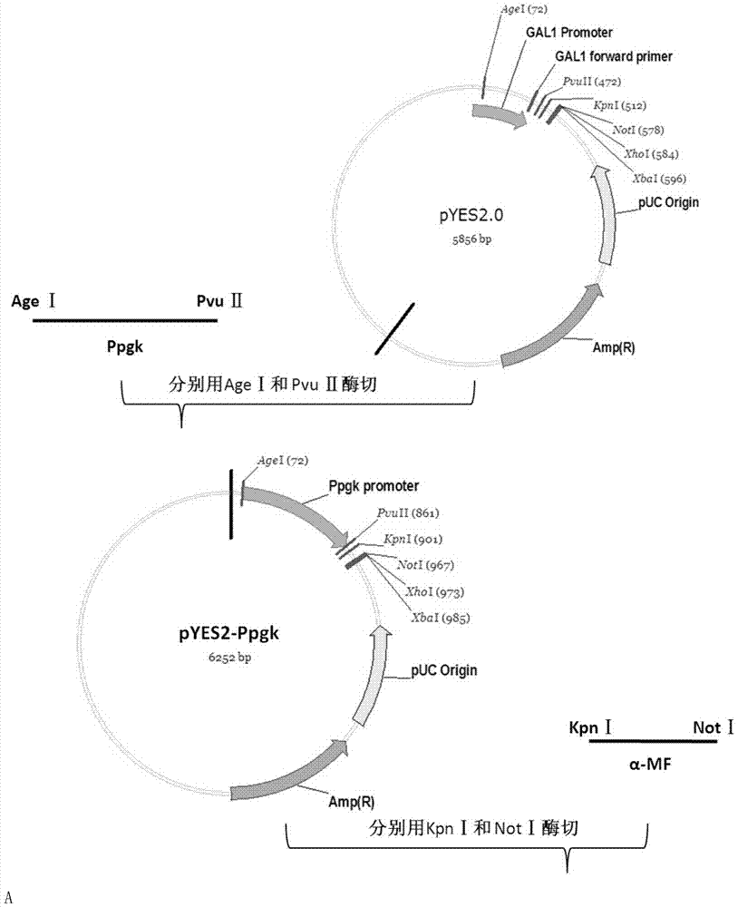 Method for preparing plectasins by saccharomyces cerevisiae