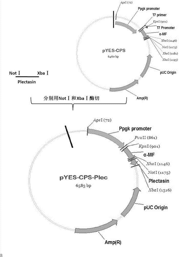 Method for preparing plectasins by saccharomyces cerevisiae