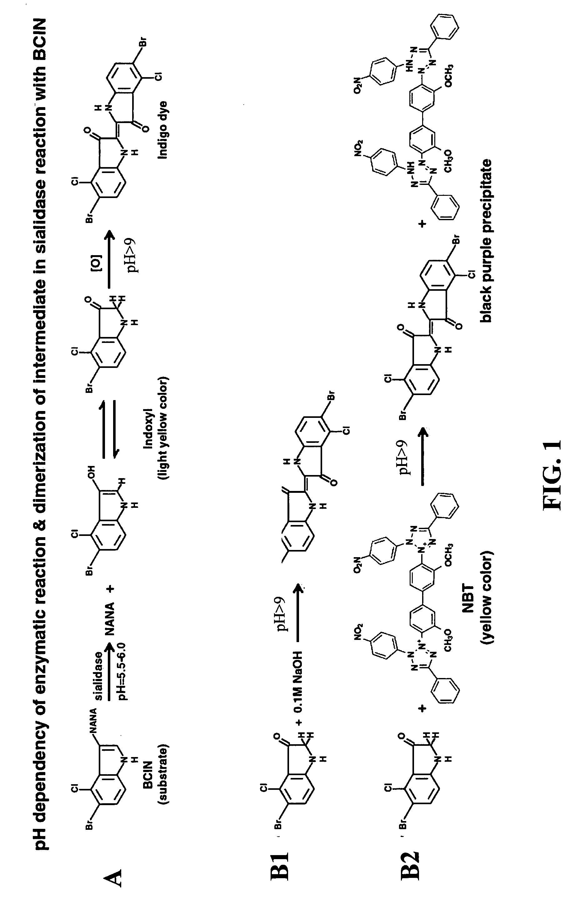 Dry format sialidase assay