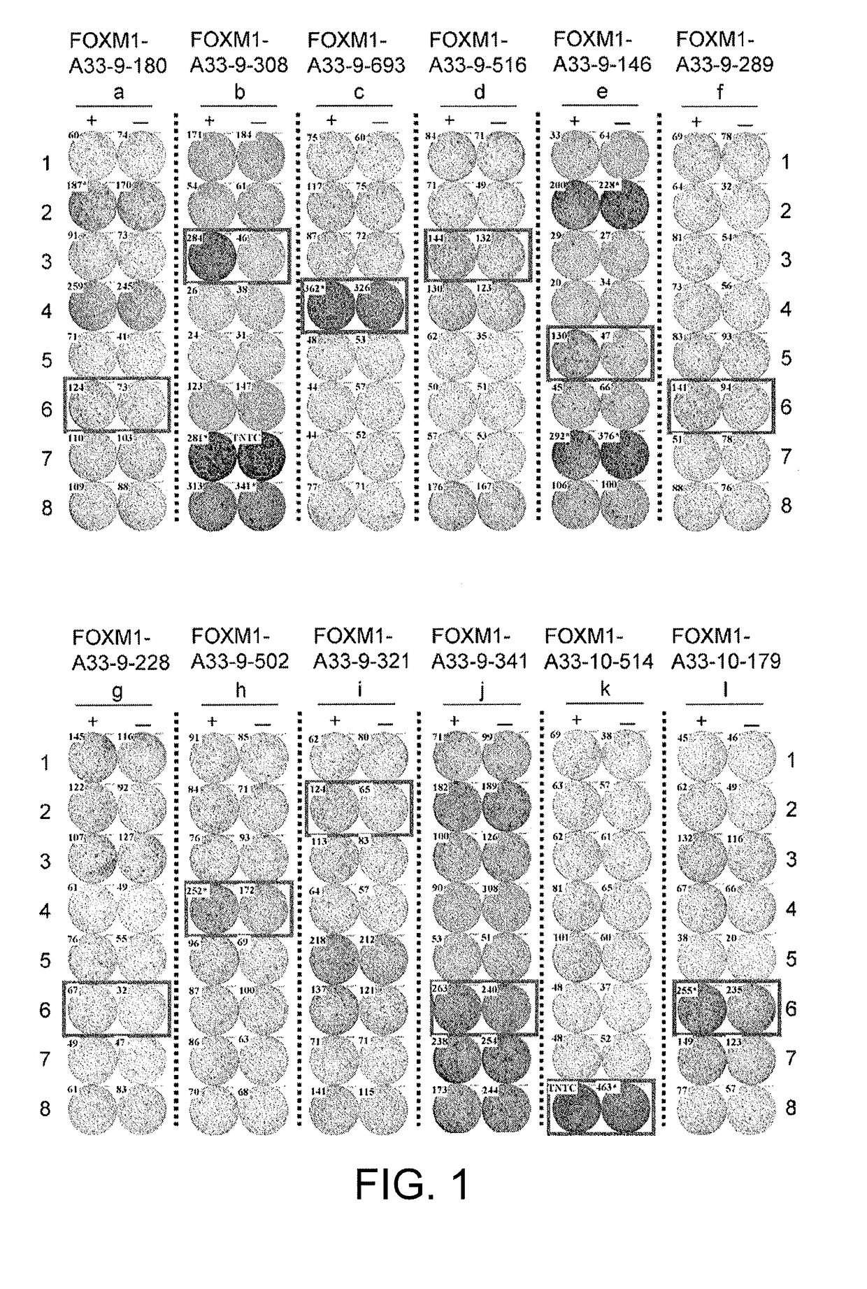 Foxm1-derived peptide, and vaccine including same