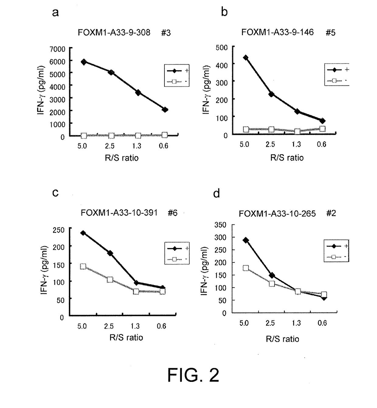 Foxm1-derived peptide, and vaccine including same