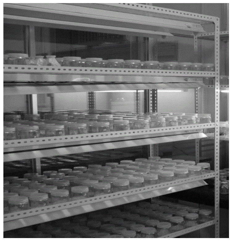 Preparation method of tobacco cell extract