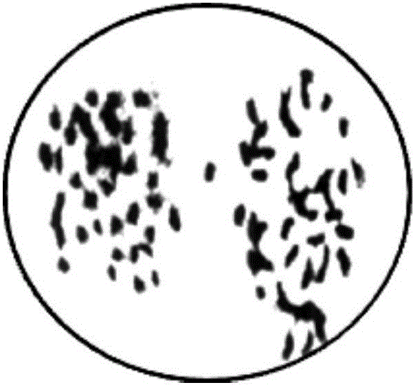 Ploidy mutagenesis method of dinitramine-dipped brier grape seeds