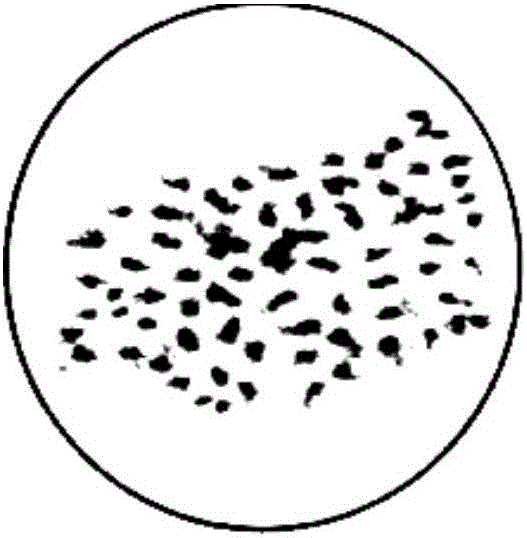 Ploidy mutagenesis method of dinitramine-dipped brier grape seeds