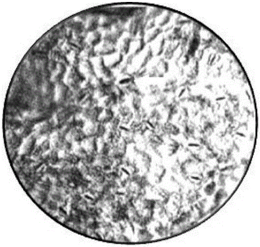 Ploidy mutagenesis method of dinitramine-dipped brier grape seeds