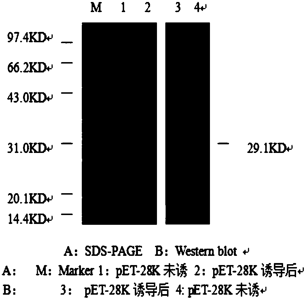 IgG binding epitope of major soybean allergen gly m Bd 28K