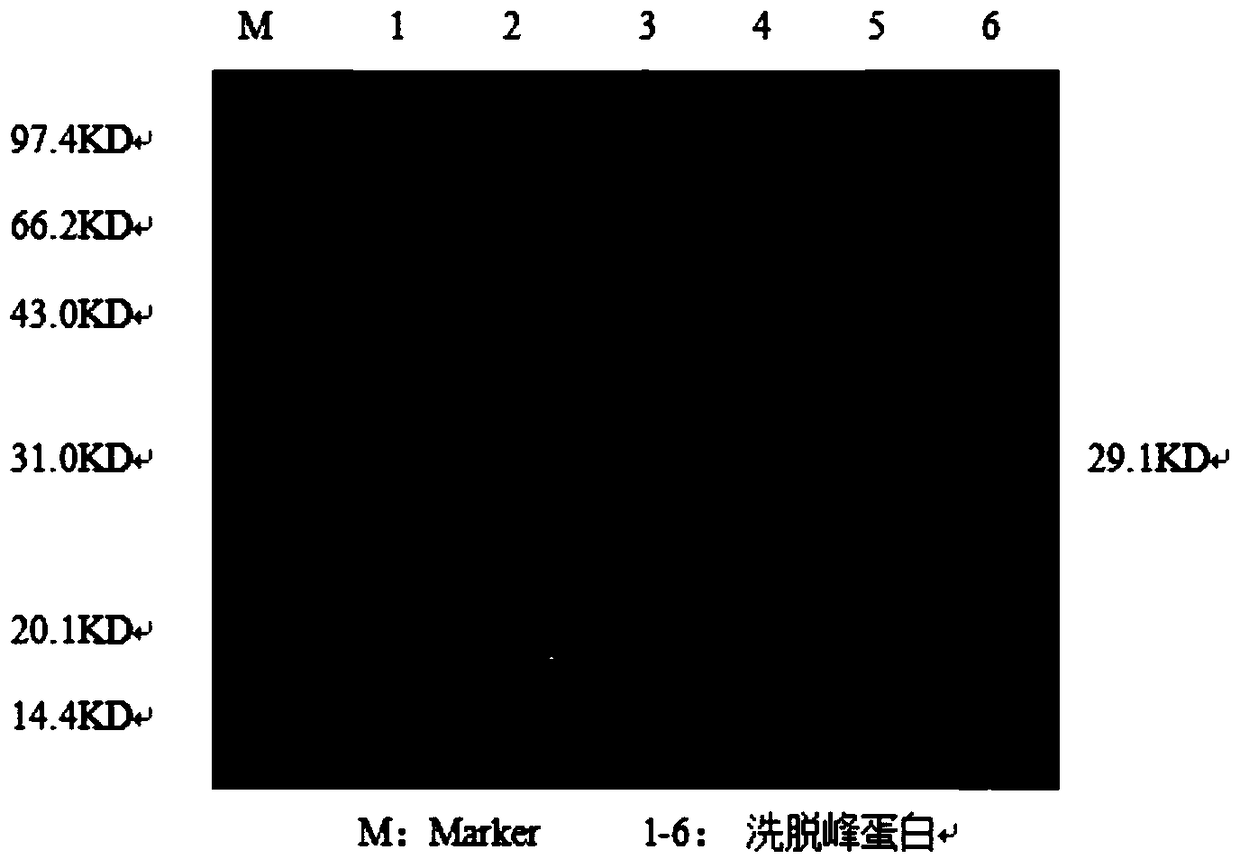 IgG binding epitope of major soybean allergen gly m Bd 28K