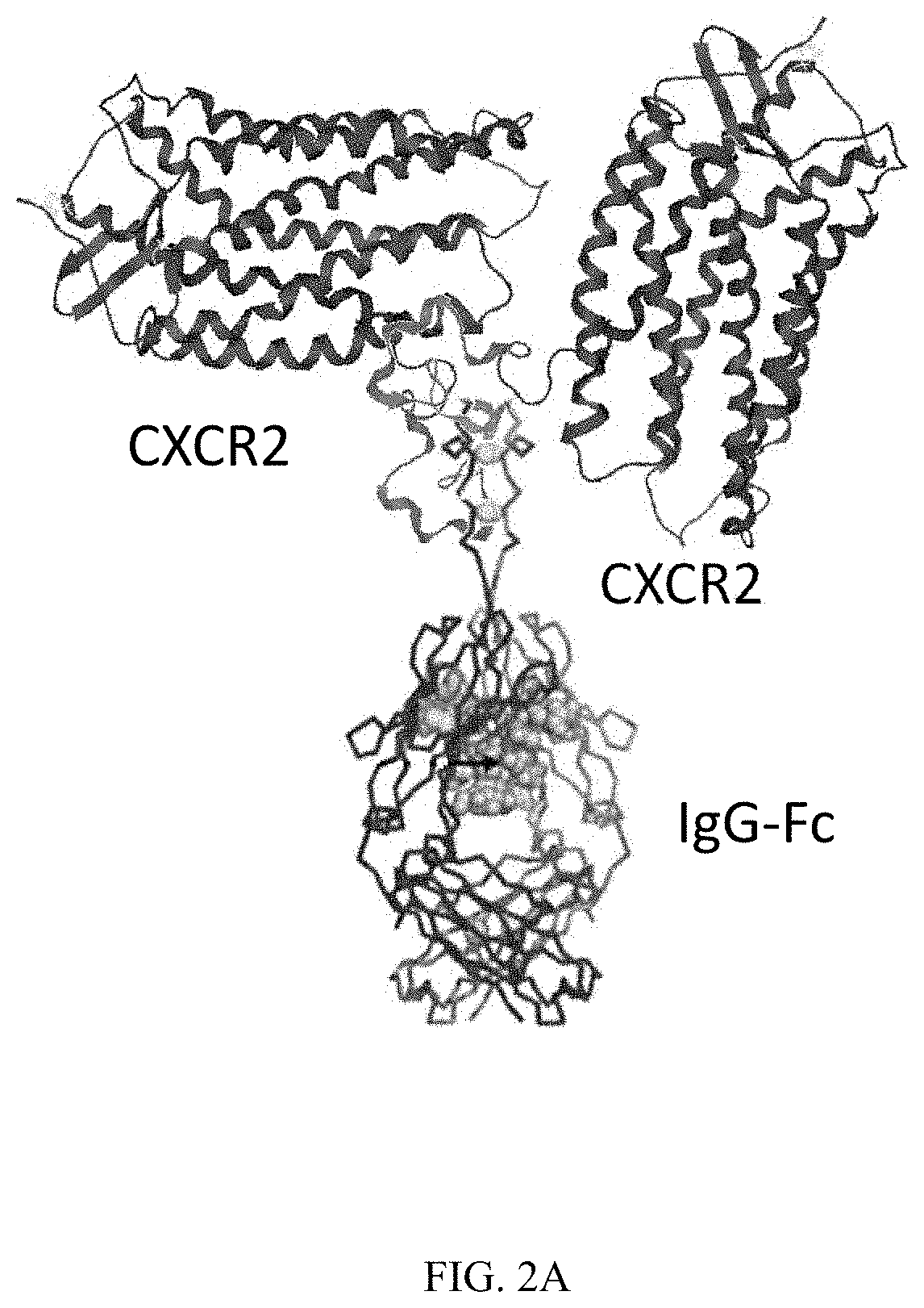 QTY FC fusion receptor proteins