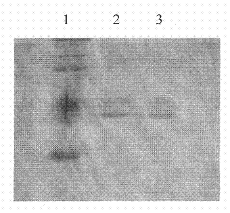 Peach gum hydrolase producing strain and application in preparation of peach gum polysaccharide thereof