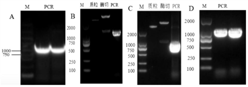 Application of isocitrate dehydrogenase in improvement of formaldehyde absorption and metabolism capability of plants