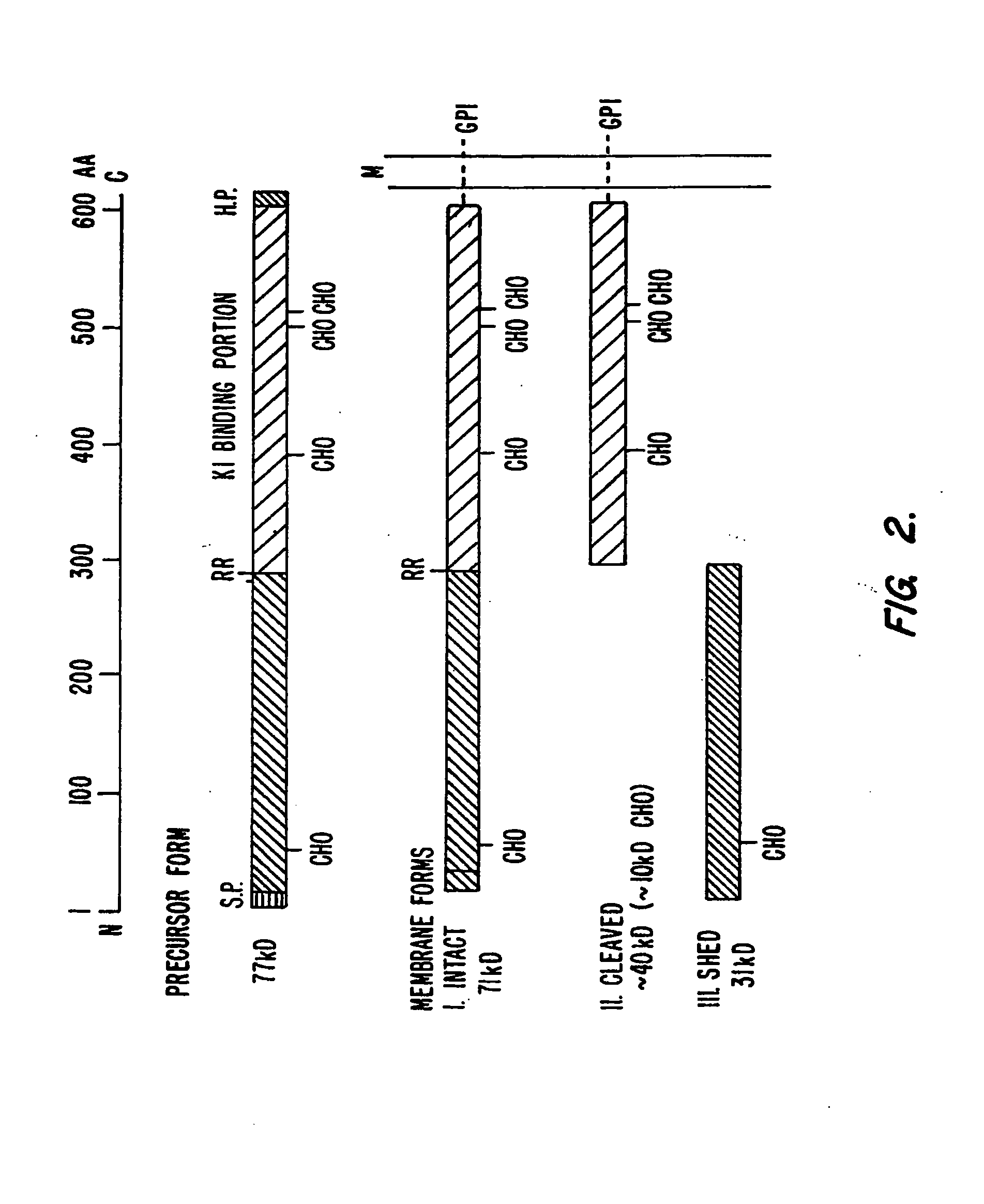Mesothelin, A Differentiation Antigen Present On Mesothelium, Mesotheliomas, and Ovarian Cancers and Methods and Kits for Targeting the Antigen