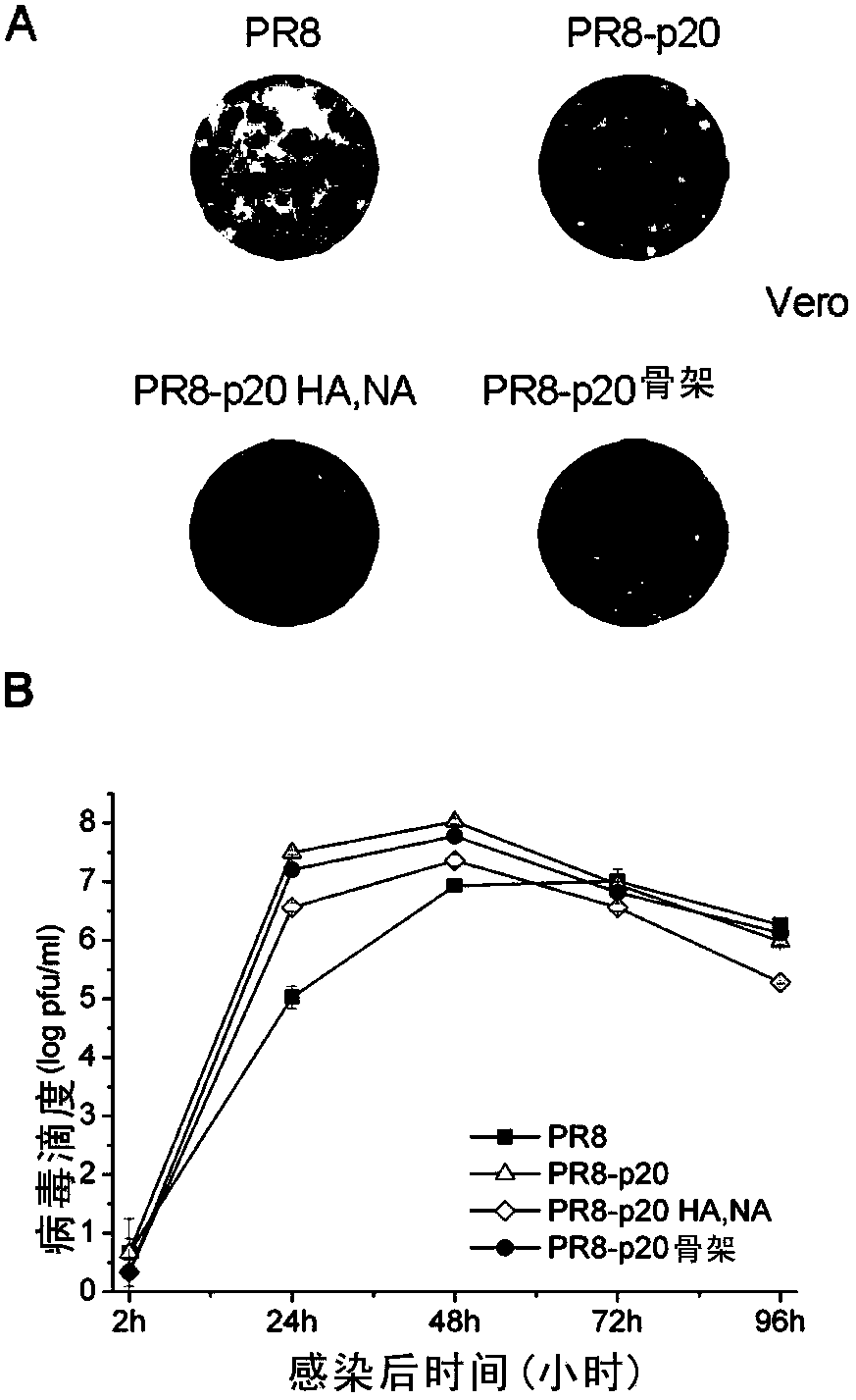 Obtaining method and adaptation site of mammalian cell-adapted strain of influenza A virus vaccine