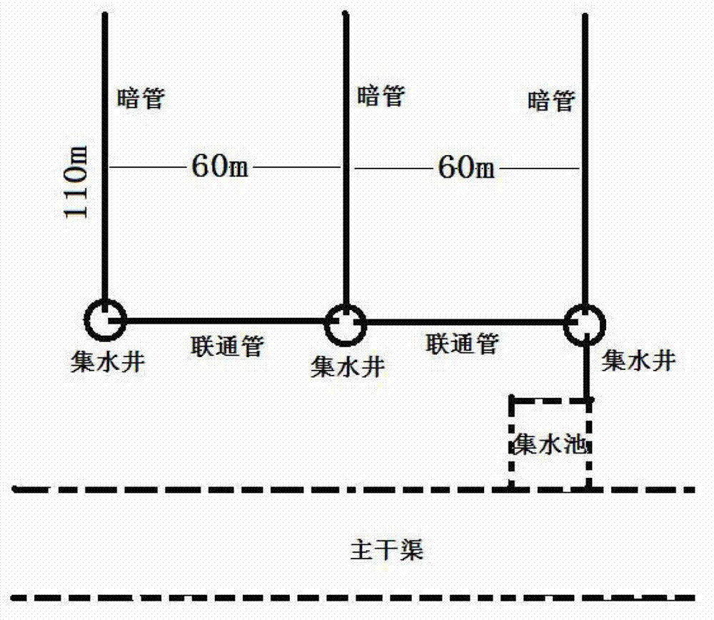 Wheat-corn double cropping symbiotic cultivation method in moderate saline-alkali soil based on buried pipe drainage and salt elimination