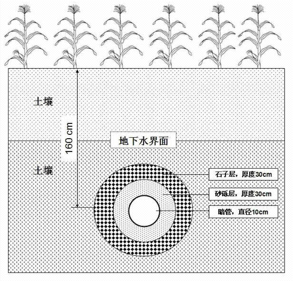 Wheat-corn double cropping symbiotic cultivation method in moderate saline-alkali soil based on buried pipe drainage and salt elimination