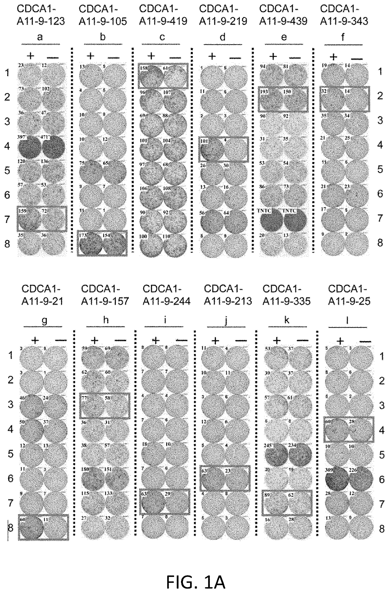 CDCA1-derived peptide and vaccine containing same